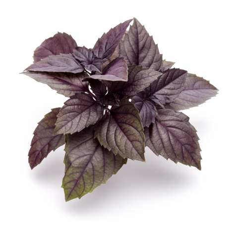 Albahaca Morada (manojo 125g)