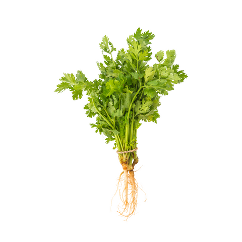 Cilantro (manojo 125g)