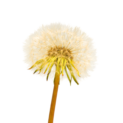 Diente De León (manojo 125g)