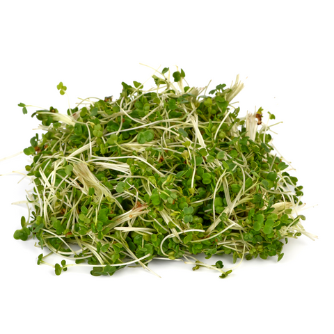 Germinado de Alfalfa (domo de 100g)