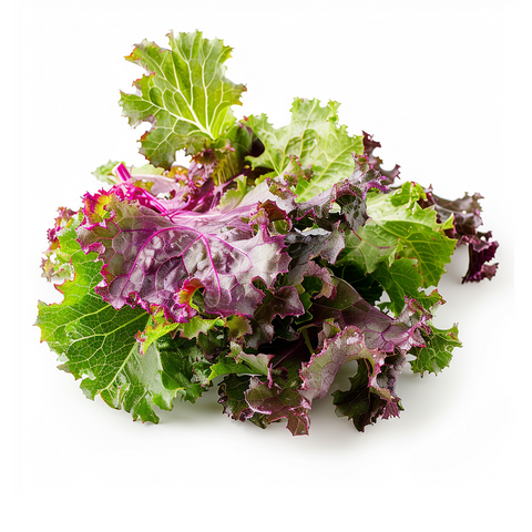 Lechuga Lollo