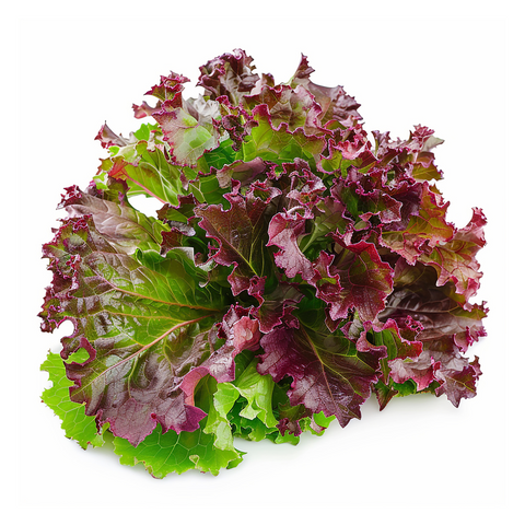 Lechuga Morada