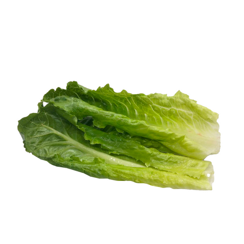 Lechuga Verde Orejona
