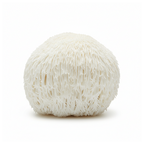 Setas Melena De León (domo 250g)