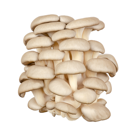 Setas Blanca (domo 250g)