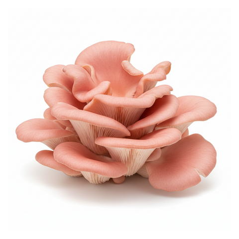 Setas Rosas (domo 250g)