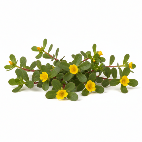 Verdolaga (manojo 250g)